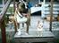 Chihuahua Jorjetta Romerio - Min lille prinsesse ved siden af min søn´s hund. 
