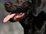 Labrador retriever Anton - Velkommen til Anton's profil. 24/07-2012.