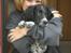 Engelsk springer spaniel Malthe