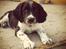 Engelsk springer spaniel Malthe - Få dage efter han kom hjem <3