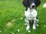 Engelsk springer spaniel Malthe - Dygtig hund! :D