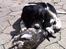 Engelsk springer spaniel Malthe