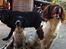 Engelsk springer spaniel Malthe - Basserne :-*