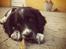Engelsk springer spaniel Malthe