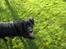 Blanding af racer Buster - Buster har luret, at der er godbidder i farvandet :)
