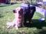Blanding af racer Buster - Cisse og Buster