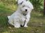 Coton de tulear Charlie - Charlie i sommerhus :-)
Som han allerede elsker
