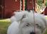 Coton de tulear Charlie - Hi hi skøre lille hund ;-) <3