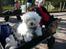Coton de tulear Charlie - Charlie var med i Fårup sommerland ;-)