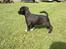 Blanding af racer Hr. Jensen  jack russel - 9 uger