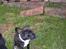 Blanding af racer Hr. Jensen  jack russel - 9 uger