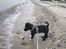 Blanding af racer Hr. Jensen  jack russel - 9 uger første gang ved stranden