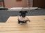 Blanding af racer Hr. Jensen  jack russel
