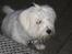 Coton de tulear Charlie - Våd? Nej da ;-)