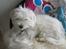 Coton de tulear Charlie - Charlie hygger sig i min stol ;-)