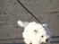 Coton de tulear Charlie - Charlie på stranden ;O)