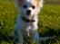 Chihuahua Luffe