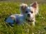Chihuahua Luffe