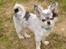 Chihuahua *Iceman* - Iceman 5 mdr.