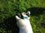 Chihuahua *Iceman* - Icey <3