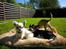 Chihuahua *Iceman* - Iceman & Melina <3