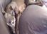 Whippet Dragonwing Breeze (Nanna)