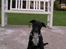 Blanding af racer Hr. Jensen  jack russel - 10 uger