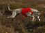 Whippet Benjamin - September 2012