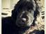 Cocker spaniel Højbjerg Euphorbiastjerne Cito
