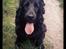 Cocker spaniel Højbjerg Euphorbiastjerne Cito