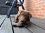 Labrador retriever Trille