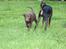 Labrador retriever Trille