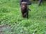 Labrador retriever Trille
