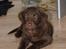 Labrador retriever Trille