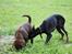 Labrador retriever Trille