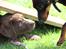 Labrador retriever Trille