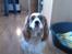 Cavalier king charles spaniel Bailey (Drøm sødt min skat) - en lille sød hund der sitter