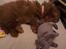 Blanding af racer Ella - Ella(Gizmo) Sovedyret :)