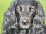 Cocker spaniel Siva <3 *Putte*