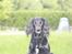 Cocker spaniel Siva <3 *Putte*