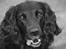 Cocker spaniel Siva <3 *Putte*