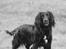 Cocker spaniel Siva <3 *Putte*