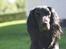 Cocker spaniel Siva <3 *Putte*