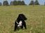 Blanding af racer Hr. Jensen  jack russel