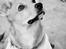 Blanding af racer Bailey - model billede ;)
>maria monberg madsen<