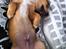 Blanding af racer Bailey - putte tid :)