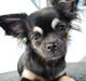Chihuahua Aya