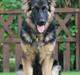Schæferhund Kato
