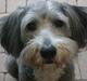 Bearded collie Savoy[Shetlanas Inside Player]