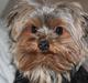 Yorkshire terrier Little Big horns Albert